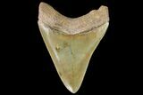 Serrated, Fossil Megalodon Tooth - Georgia #142354-2